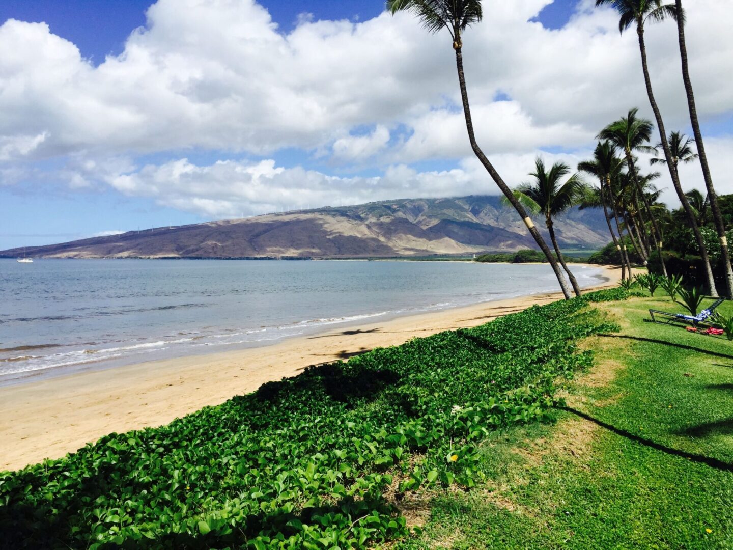 A beach with palm trees and water in the background.